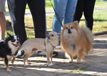 Seminário discute política de proteção aos animais em MS nesta terça e quarta-feira