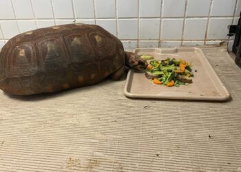 De ambiente aquecido a alimentação especial, Bioparque Pantanal explica cuidados com animais em dias frios