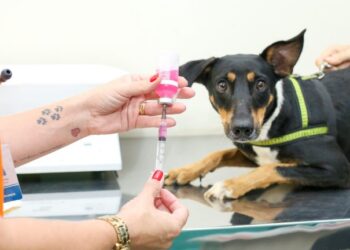 Subea realiza mais um plantão de castração com 200 vagas exclusivas para animais machos