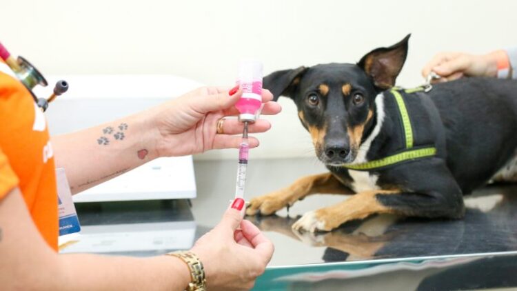Subea realiza mais um plantão de castração com 200 vagas exclusivas para animais machos