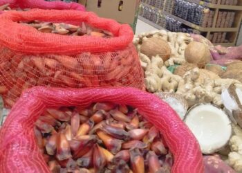 Temporada do pinhão: uma iguaria típica do Sul do Brasil que conquista o país