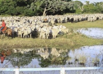 Iagro prorroga prazo para declaração de rebanho no Estado