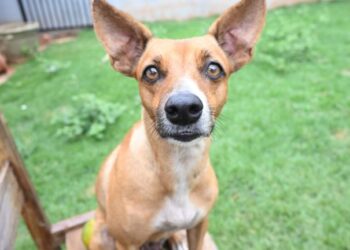 Prefeitura da Capital alerta para cuidado extra com pets devido ao frio