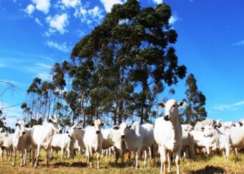 Mais de 80% dos rebanhos foram declarados; prazo termina no dia 30