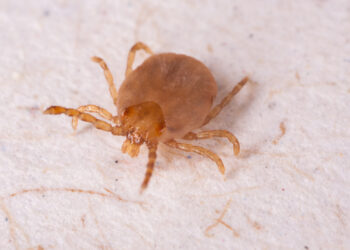 Saiba o que é febre maculosa, doença que matou 3 pessoas em Campinas