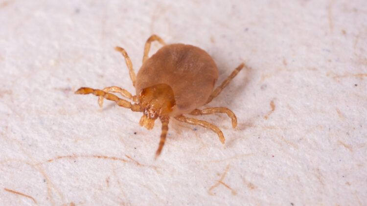 Saiba o que é febre maculosa, doença que matou 3 pessoas em Campinas