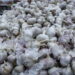 Com amor e sabor: temperos tornam pratos mais saudáveis