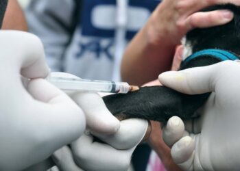 Em Campo Grande, exame para detecção da leishmaniose visceral canina é disponibilizado gratuitamente