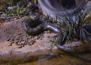 No Dia Mundial da Cobra, Bioparque Pantanal destaca importância da sucuri “Gaby” para a educação ambiental