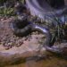 No Dia Mundial da Cobra, Bioparque Pantanal destaca importância da sucuri “Gaby” para a educação ambiental