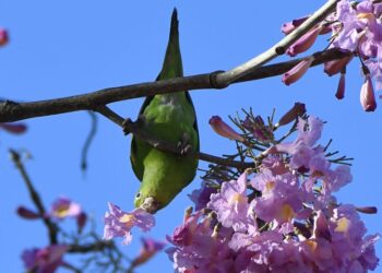 Previsão é de sol e variação de nebulosidade durante o sábado em MS