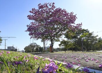 Semana começa com tempo estável, mas com previsão de queda na temperatura na quinta-feira