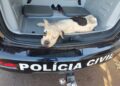 Dois cachorros que sofriam maus-tratos são resgatados pela polícia e ONG Pelo Fim do Abandono