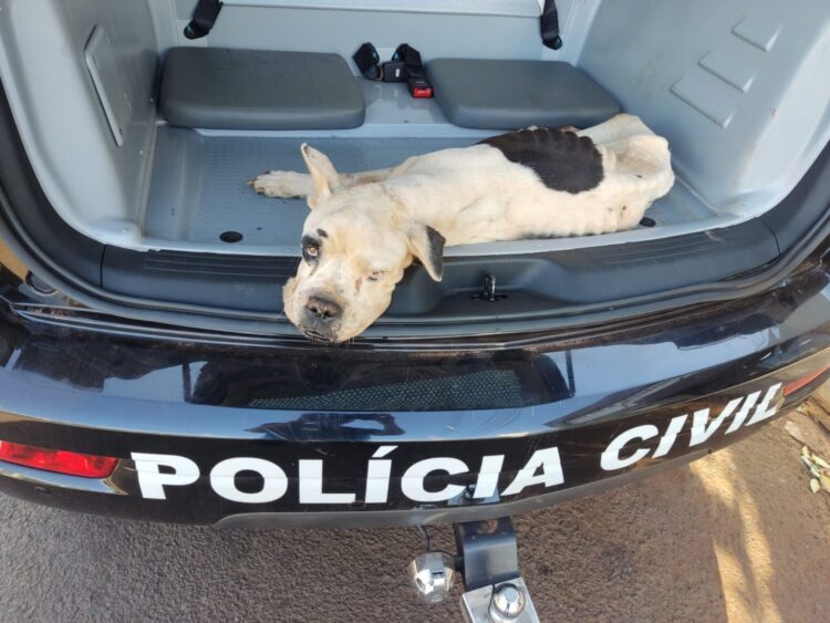 Dois cachorros que sofriam maus-tratos são resgatados pela polícia e ONG Pelo Fim do Abandono