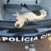 Dois cachorros que sofriam maus-tratos são resgatados pela polícia e ONG Pelo Fim do Abandono