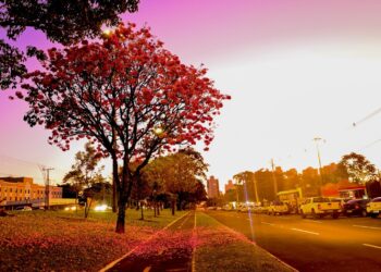 Cidade Árvore do Mundo, Capital ganha um colorido especial com a florada dos ipês