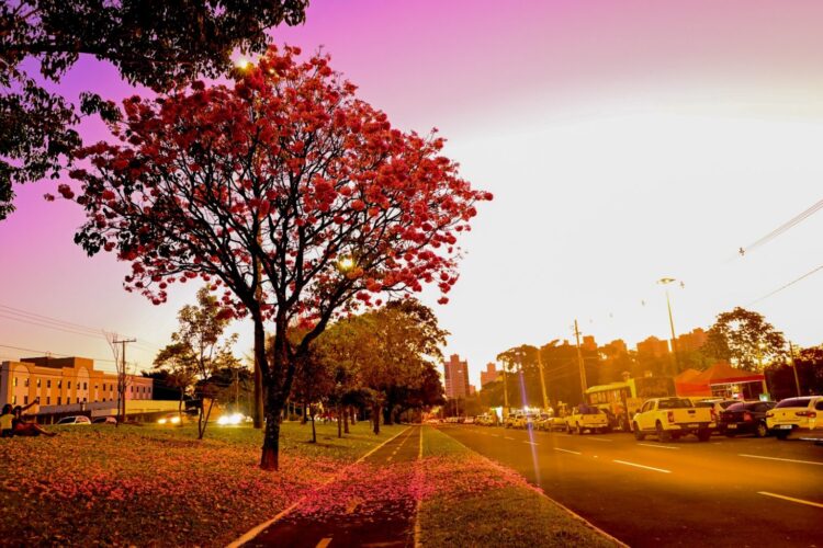 Cidade Árvore do Mundo, Capital ganha um colorido especial com a florada dos ipês