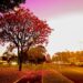 Cidade Árvore do Mundo, Capital ganha um colorido especial com a florada dos ipês