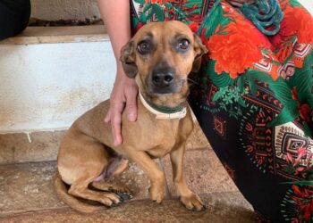 Na data que marca Dia do Cachorro Vira-Lata, Prefeitura destaca importância da guarda responsável
