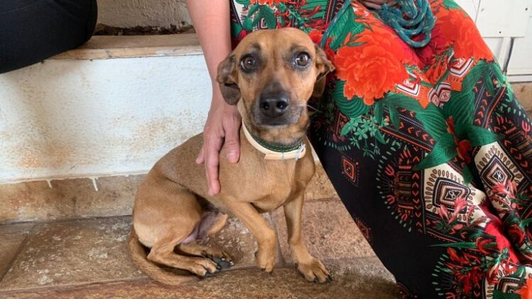 Na data que marca Dia do Cachorro Vira-Lata, Prefeitura destaca importância da guarda responsável