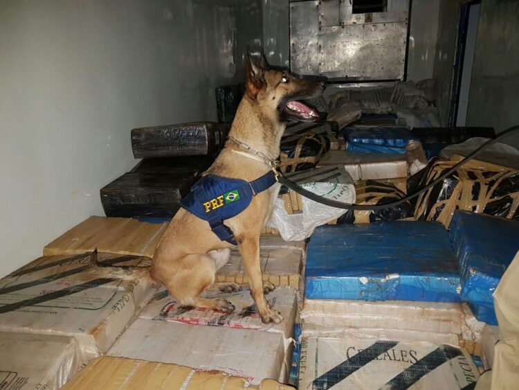 Em aniversário de 95 anos, PRF homenageia cadela farejadora Bella, que se aposenta, na Capital