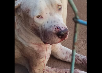 Família alega que policiais atiraram em Pitbull em abordagem e tenta salvar animal com vaquinha