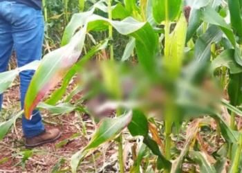 Idoso é encontrado morto em milharal e 1 das pernas pode ter sido comida por animais