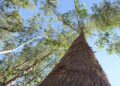 Fomento ao desenvolvimento sustentável vai fazer de MS o 1º Estado Carbono Neutro do Brasil