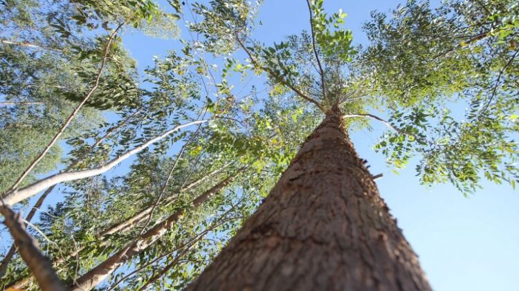 Fomento ao desenvolvimento sustentável vai fazer de MS o 1º Estado Carbono Neutro do Brasil