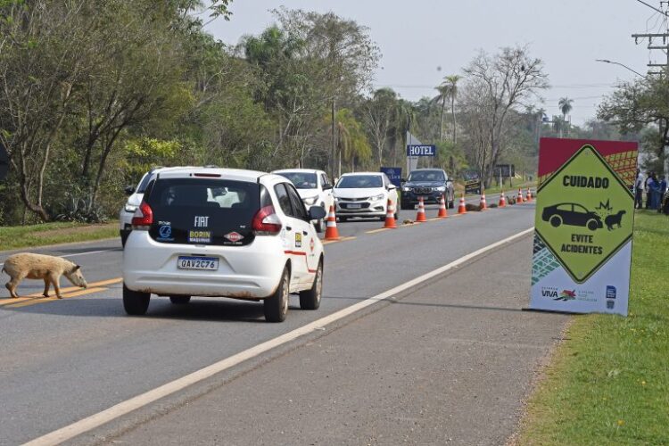 Estrada Viva leva animais empalhados para a pista em ação de conscientização para atropelamentos