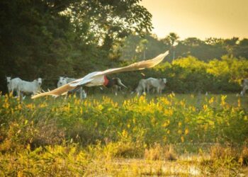 Informações técnicas e socioeconômicas embasam Famasul sobre sistemas produtivos no Pantanal de MS