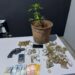 Traficante é preso com maconha, pé da planta, porção de crack e revólver em MS