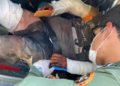 Trabalhador é resgatado de avião de fazenda no Pantanal, após ataque de onça