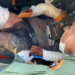 Trabalhador é resgatado de avião de fazenda no Pantanal, após ataque de onça