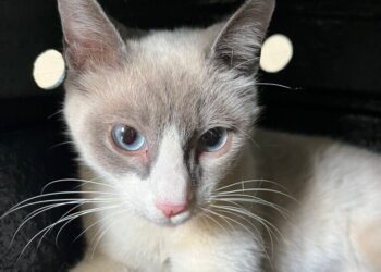 Prefeitura de CG destaca sobre a importância da castrar de animais para controle populacional