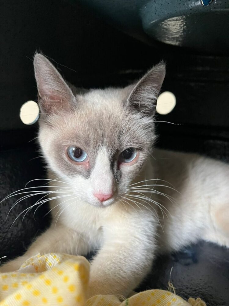 Prefeitura de CG destaca sobre a importância da castrar de animais para controle populacional