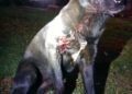 Vigia de clube de tiro é preso por atirar em cachorro que tinha entrado no local em MS