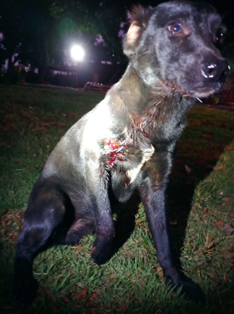 Vigia de clube de tiro é preso por atirar em cachorro que tinha entrado no local em MS