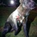 Vigia de clube de tiro é preso por atirar em cachorro que tinha entrado no local em MS