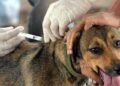 Disponível gratuitamente, vacinação antirrábica é eficaz e deve ser aplicada anualmente em cães e gatos