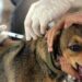 Disponível gratuitamente, vacinação antirrábica é eficaz e deve ser aplicada anualmente em cães e gatos