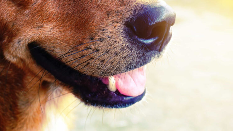 Casal que recebia verba para adotar cães deixa morrer mais de 100 animais