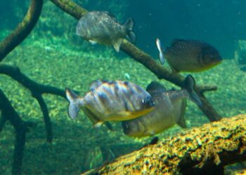 Reprodução de piranhas no Bioparque Pantanal reforça bem-estar animal e conservação