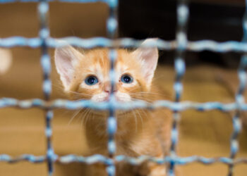 Prefeitura de Campo Grande realiza feira de adoção de pets neste domingo