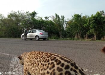 Polícia Militar Ambiental realiza barreiras educativas e reforça patrulhamento durante feriadão
