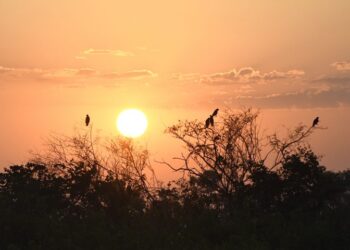 Domingo tem previsão de 43°C e calor não dá trégua em MS