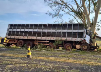 Motorista perde controle da direção do caminhão, colide em árvore e morre na BR-376