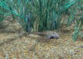 Peixe em extinção reproduz de forma inédita no mundo: espécie é atração no Bioparque Pantanal
