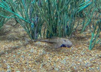 Peixe em extinção reproduz de forma inédita no mundo: espécie é atração no Bioparque Pantanal