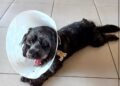 Subea orienta sobre cuidados no pós-operatório da castração de pets